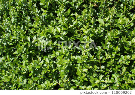 Leaves of a decorative bush. Green natural background. 118009202