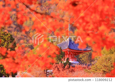 Autumn foliage in the garden around the Heart Sutra Pagoda at Daikakuji Temple (Ukyo Ward, Kyoto City) 118009212