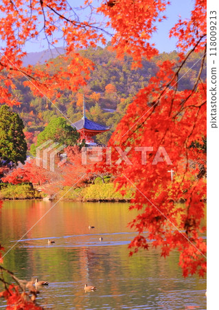 Autumn foliage in the gardens around Osawa Pond and the Heart Sutra Pagoda at Daikakuji Temple (Ukyo Ward, Kyoto City) 118009213