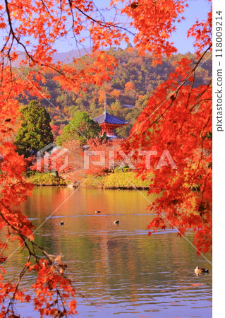 Autumn foliage in the gardens around Osawa Pond and the Heart Sutra Pagoda at Daikakuji Temple (Ukyo Ward, Kyoto City) 118009214