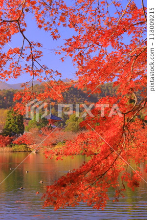大覺寺(京都市右京區) 大澤池與真教寶塔周圍庭園的紅葉 大覺寺(京都市右京區) 大澤池與真教寶塔周圍庭園的紅葉 118009215