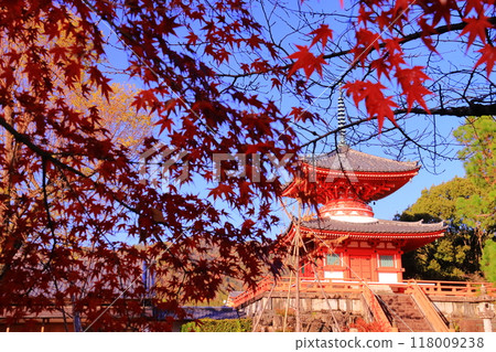 大覺寺(京都市右京區)新教寶塔周圍庭園的秋葉 大覺寺(京都市右京區)新教寶塔周圍庭園的秋葉 118009238
