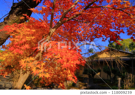 大覺寺文庭庭園的紅葉(京都市右京區) 大覺寺文庭庭園的紅葉(京都市右京區) 118009239