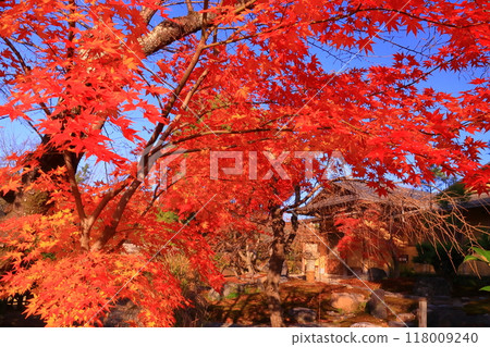 大覺寺文庭庭園的紅葉(京都市右京區) 大覺寺文庭庭園的紅葉(京都市右京區) 118009240