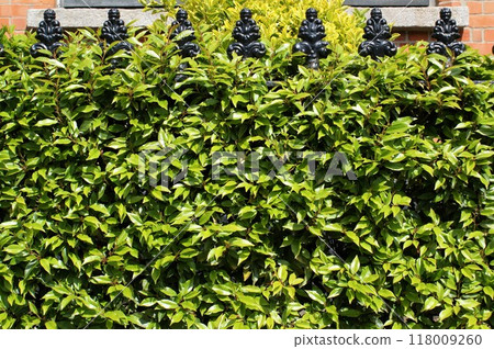 Decorative fence in the backyard garden. A black metal fence is overgrown. Decorative fence in the backyard garden. A black metal fence is overgrown. 118009260