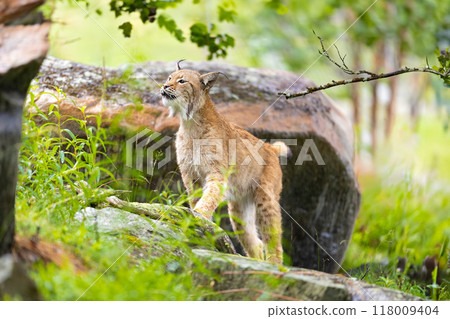 Wild lynx exploring lush green forest in Norway, stepping gracefully over mossy rocks amidst vibrant Scandinavian wildlife and trees. Wild lynx exploring lush green forest in Norway, stepping gracefully over mossy rocks amidst vibrant Scandinavian wildlife and trees. 118009404