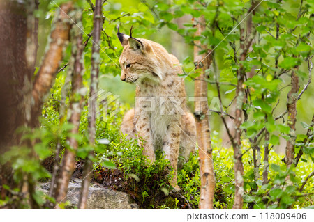 Wild Eurasian lynx in lush Scandinavian forest showcasing the natural beauty of Norwegian wildlife Wild Eurasian lynx in lush Scandinavian forest showcasing the natural beauty of Norwegian wildlife 118009406