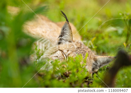 Tranquil Scandinavian lynx resting in lush green meadow, showcasing peaceful wildlife moments in the forests of Norway Tranquil Scandinavian lynx resting in lush green meadow, showcasing peaceful wildlife moments in the forests of Norway 118009407