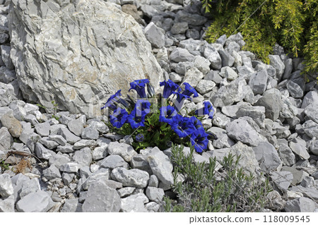 Trumpet gentian blue spring flower in the garden among the stones, beautiful blue flowers Trumpet gentian blue spring flower in the garden among the stones, beautiful blue flowers 118009545