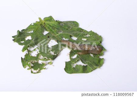 A slug (Spanish snail) ate a green leaf, a green leaf eaten by a slug on a white background, space for text 118009567