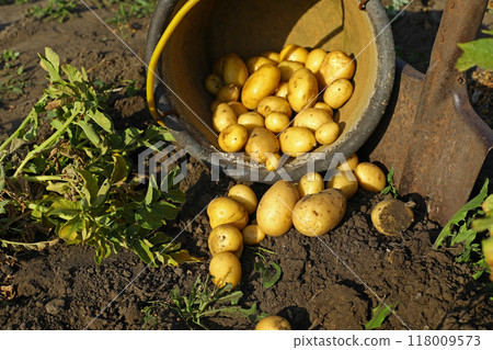 Growing potatoes on an organic farm. Harvesting potatoes grown in a home garden, close-up. 118009573