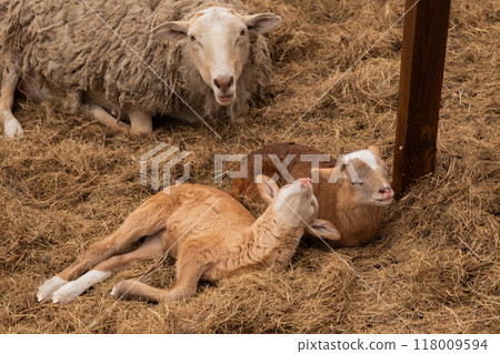 cute brown little baby lambs resting and sleeping and beige sheep on hay in paddock on organic ranch. free range Katumsky or Katumas ovis aries sheep 118009594
