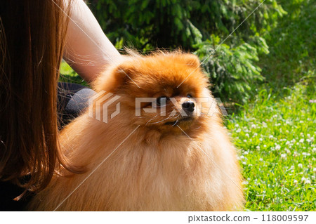 beige gold red fluffy young spitz dog and his owner on green grass on sunny day. close-up view portrait of spitz dog beige gold red fluffy young spitz dog and his owner on green grass on sunny day. close-up view portrait of spitz dog 118009597