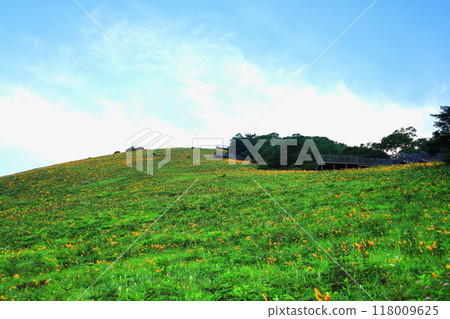 日光霧降高原 黃花菜盛開的木菅平緣地 118009625