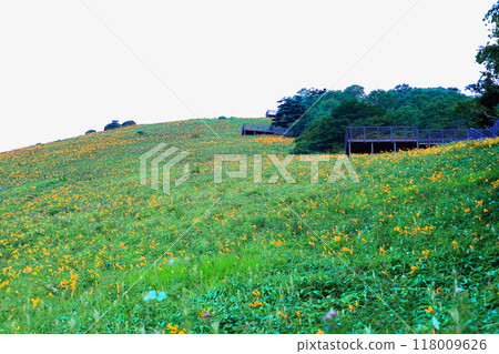 日光霧降高原 黃花菜盛開的木菅平緣地 118009626
