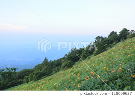 日光霧降高原 黃花菜盛開的木菅平緣地 118009627