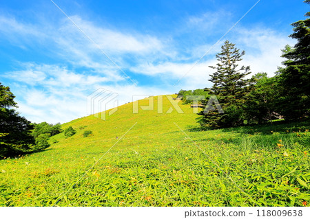 Day lilies in full bloom at Nikko Kirifuri Highlands, Kisuge-daira Park 118009638