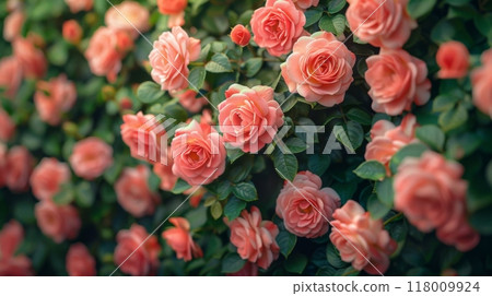 A wall of vibrant pink roses in full bloom, lush green leaves, creating a romantic floral backdrop 118009924
