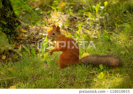 Squirrel red fur with nuts and summer forest on background 118010655