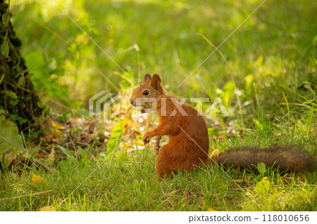 Squirrel red fur with nuts and summer forest on background Squirrel red fur with nuts and summer forest on background 118010656