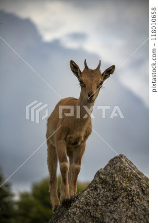 Carpa falconeri heptner. Turkmenian Markhor unique species. 118010658
