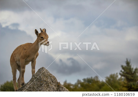 Carpa falconeri heptner. Turkmenian Markhor unique species. Young goat. Carpa falconeri heptner. Turkmenian Markhor unique species. Young goat. 118010659