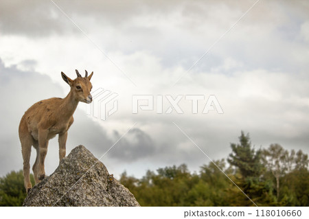 Carpa falconeri heptner. Turkmenian Markhor unique species. 118010660