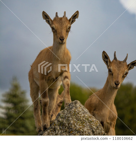 Carpa falconeri heptner. Turkmenian Markhor Young goat. 118010662