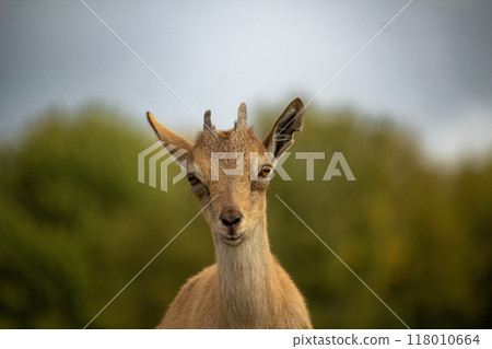 Carpa falconeri heptner. Turkmenian Markhor Young goat. 118010664