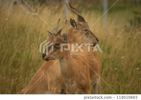 Turkmenian markhor (Capra falconeri heptneri) standing on dry grass 118010665