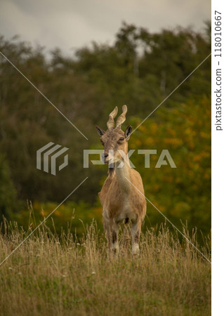 Turkmenian markhor standing on field of dry grass, 118010667