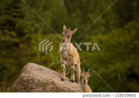 Carpa falconeri heptner. Turkmenian Markhor Young goats. 118010668