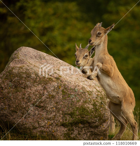 Carpa falconeri heptner. Turkmenian Markhor 118010669
