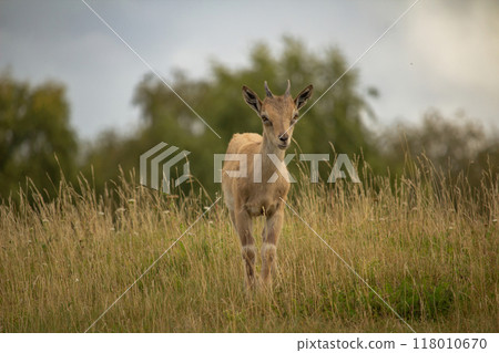 Carpa falconeri heptner. Young goat. Carpa falconeri heptner. Young goat. 118010670