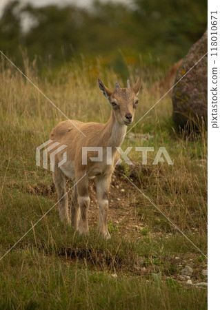 Carpa falconeri heptner. Young goat. Carpa falconeri heptner. Young goat. 118010671