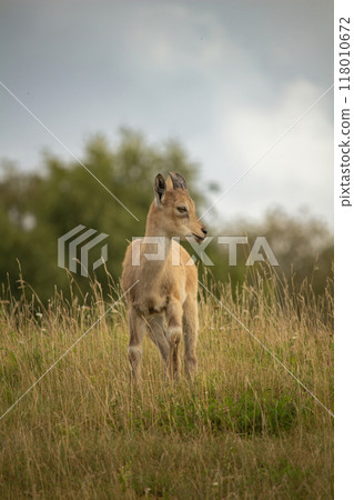 Carpa falconeri heptner. Young goat. Carpa falconeri heptner. Young goat. 118010672