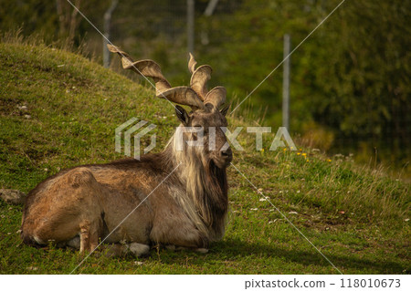 male Turkmenian markhor (Capra falconeri heptneri) 118010673