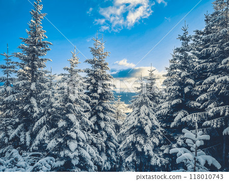Snow covered pine trees in the carpathian mountains of ukraine, creating a beautiful winter scene as the sun shines through the clouds 118010743