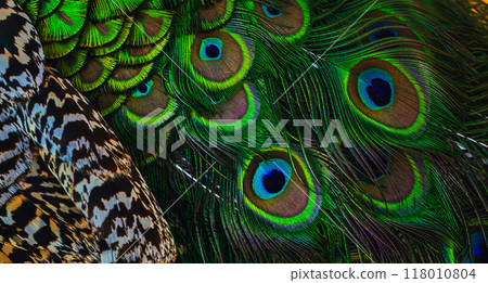Vibrant and Colorful Peacock Feathers Displaying Their Intricate Patterns and Beauty Vibrant and Colorful Peacock Feathers Displaying Their Intricate Patterns and Beauty 118010804