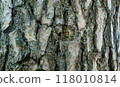 The texture of the bark of an old tree. The constituent components. The structure of the tree. 118010814