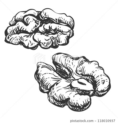 Walnut without shell, half of nut. Vector hand drawn sketch on white background. Linear ink drawing for label template, packaging, farm product emblem. Walnut without shell, half of nut. Vector hand drawn sketch on white background. Linear ink drawing for label template, packaging, farm product emblem. 118010937
