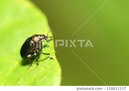 Acanthoptera Acanthoptera 118011137