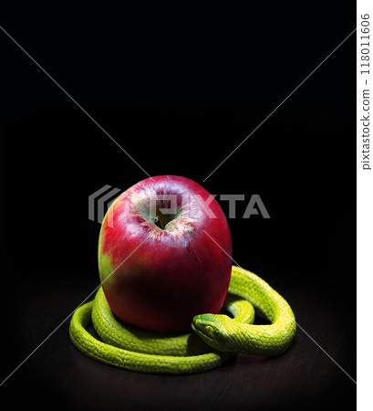 The snake lies near the apple The snake lies near the apple 118011606
