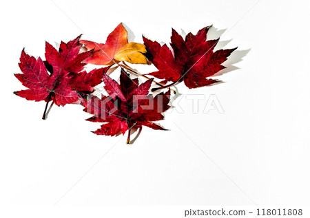 leaf, autumn, foliage 118011808