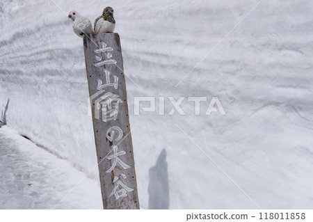 雪大谷立山黑部阿爾卑斯山路線 118011858