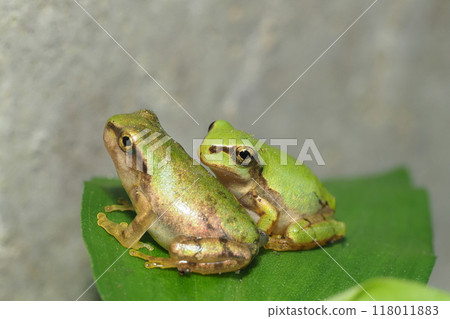Japanese brown frog juveniles (2) Japanese brown frog juveniles (2) 118011883