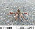 crayfish 118011894