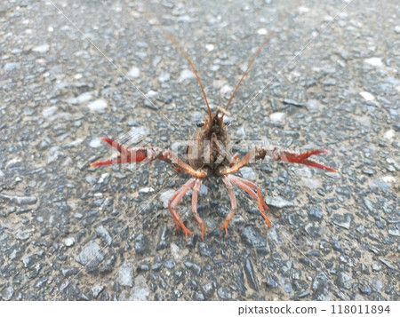 crayfish 118011894