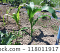 Corn 118011917
