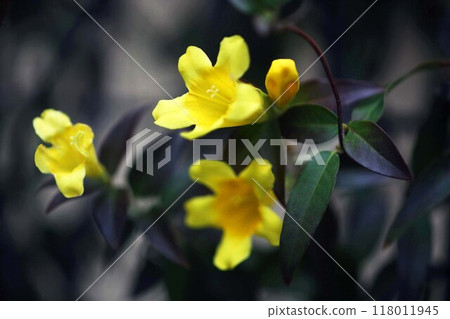 Carolina jasmine flower scent Carolina jasmine flower scent 118011945